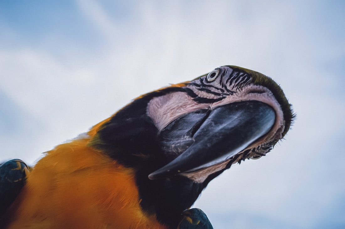 What to Do When Your Parrot Gets Sick: A Step-by-Step Guide